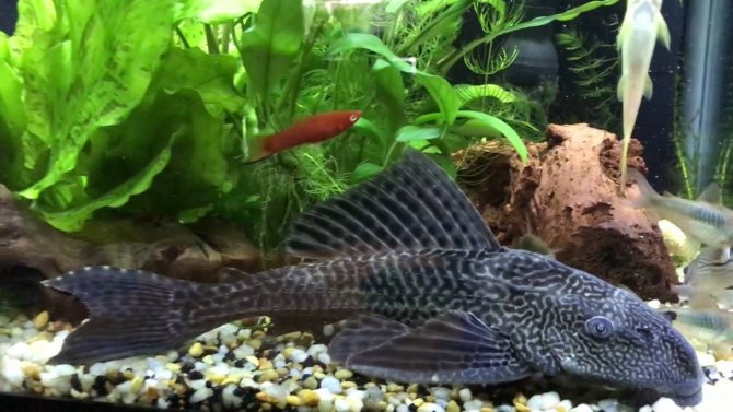Плекостомус в аквариуме