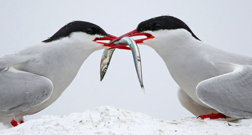 Красноклювые крачки