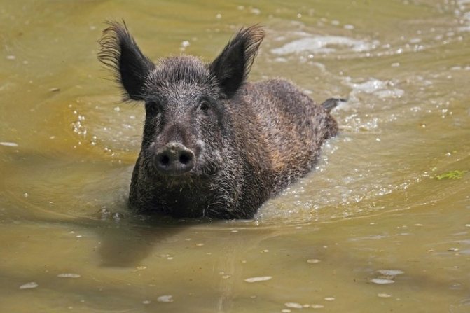 Дикий кабан - описание животного, где обитает, чем питается