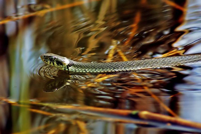Что делать, если укусил уж взрослого или ребенка, симптомы, последствия укуса, первая помощь