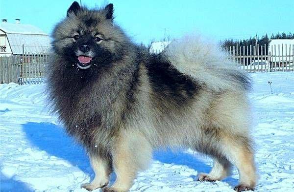 Волчий шпиц: описание и характеристика кеесхонда