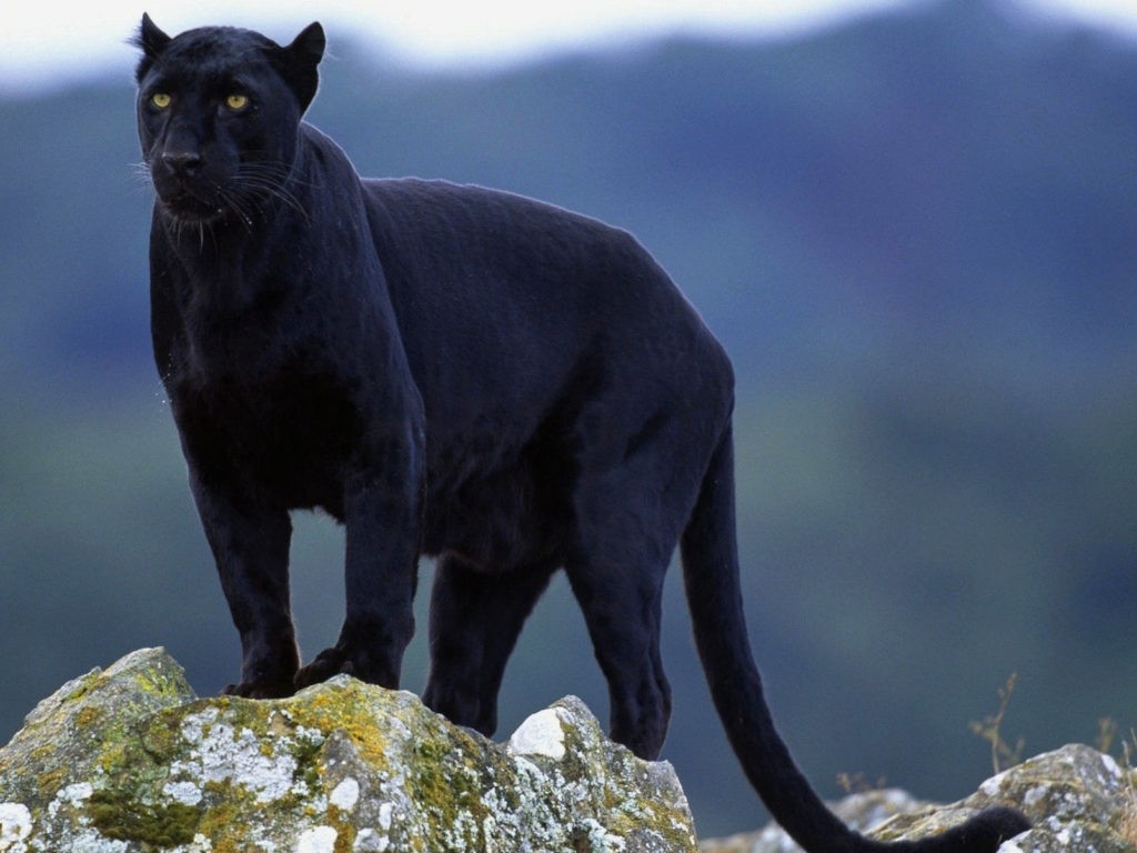 Внешний вид пантеры