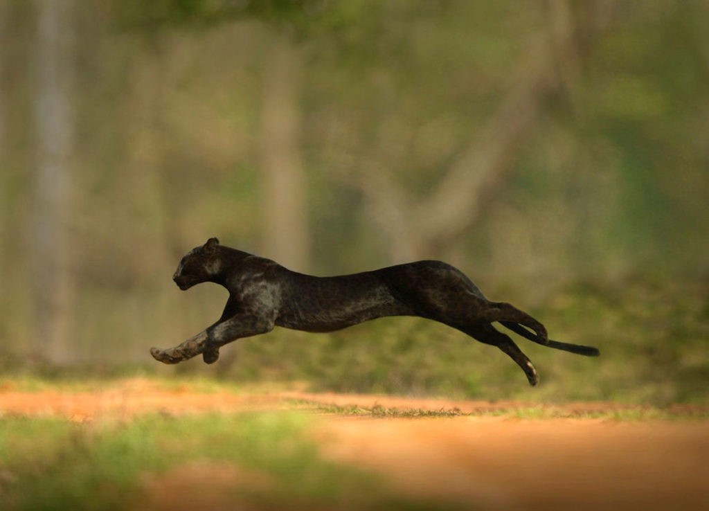 Пантера на охоте