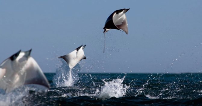 Почему манты летают?