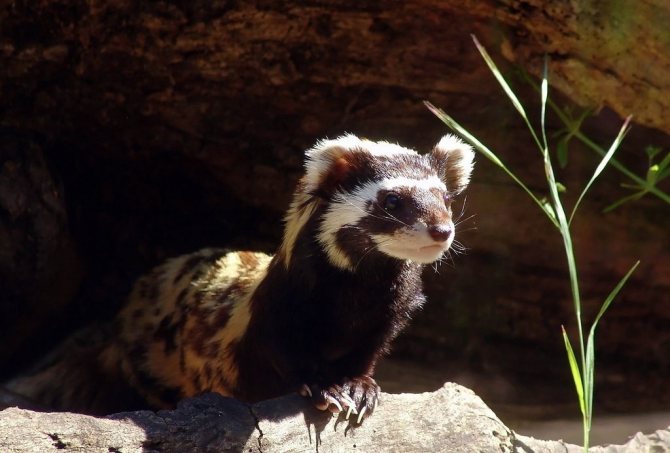 Подробное описание и особенности характера хоря перевязки
