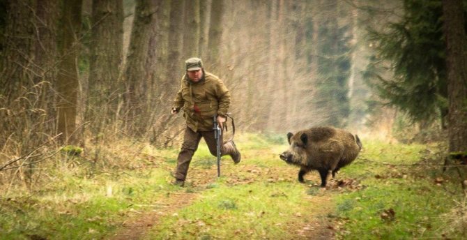 Дикий кабан - описание животного, где обитает, чем питается