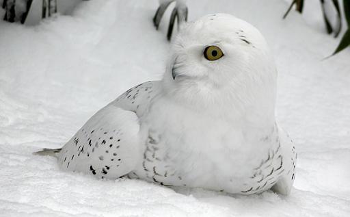 покровительственная окраска