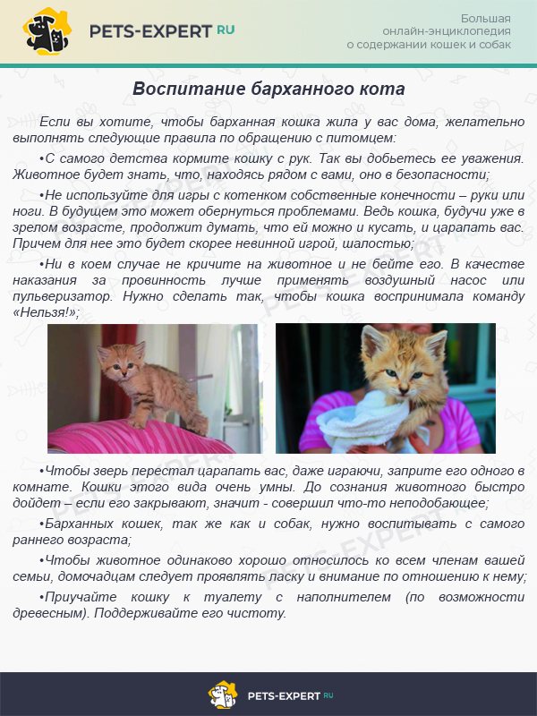 Полезные советы по приручению барханного кота