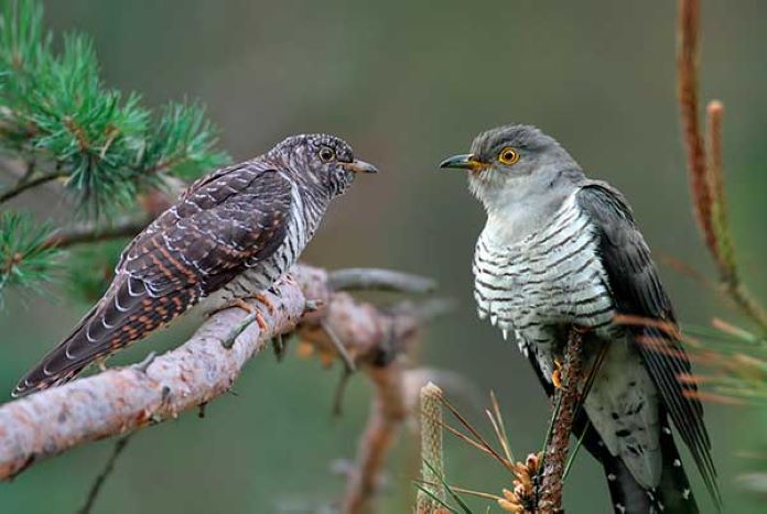 Полигамные птицы