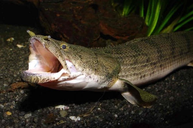 полиптерус