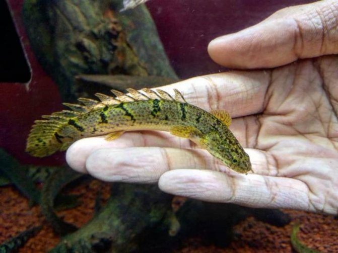 Полиптерусы привязываются к своему кормильцу