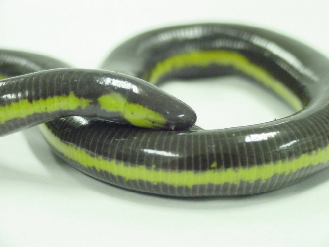 Полосатый червь