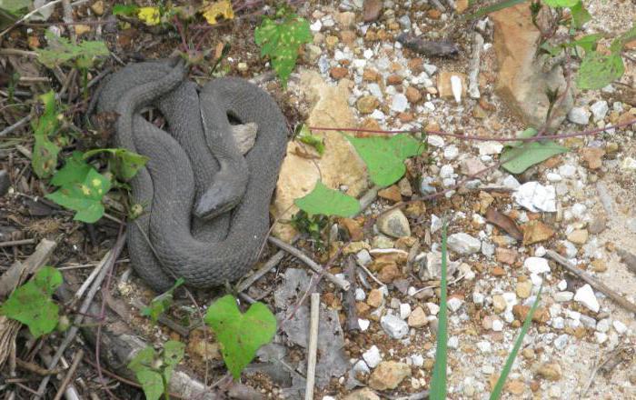 желтобрюхая змея