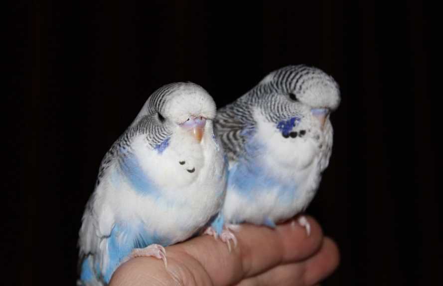 получехи попугаи чем отличаются от волнистых