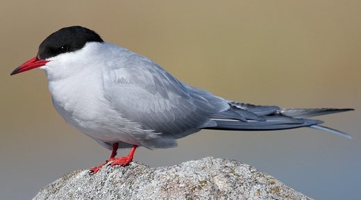 Полярная крачка