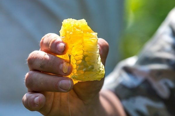 Польза дикого меда