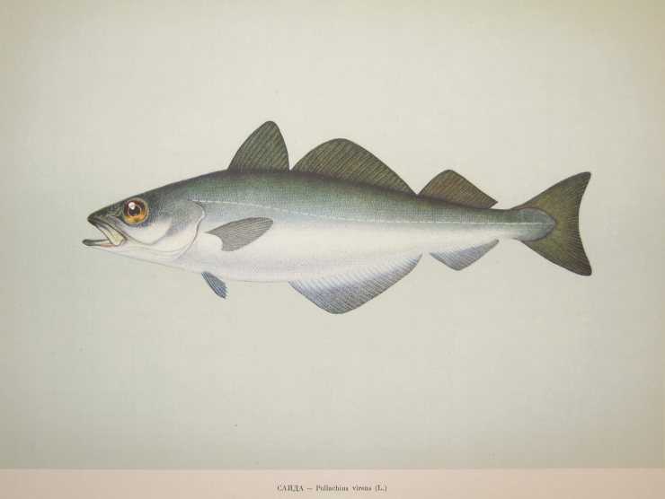 Польза и вред сайды