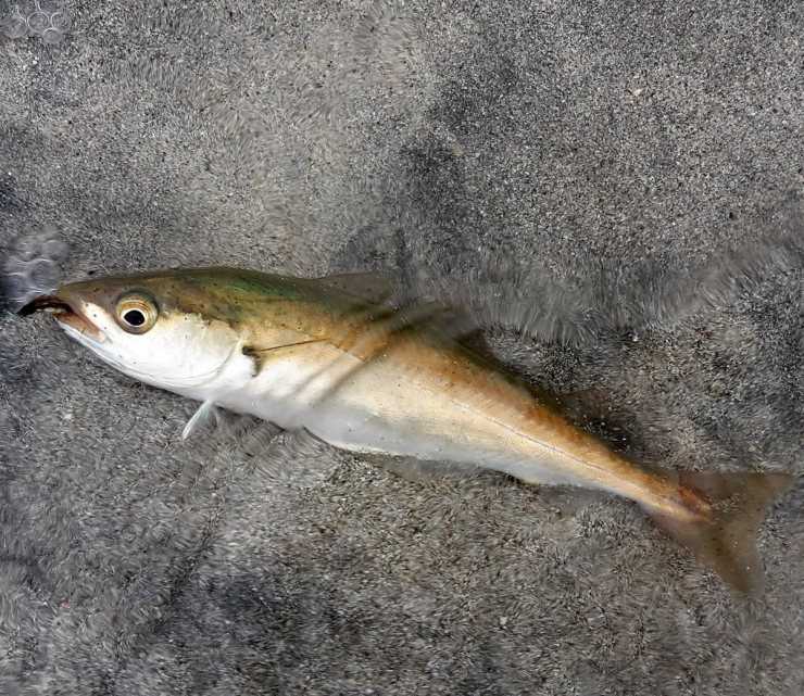 Польза и вред сайды