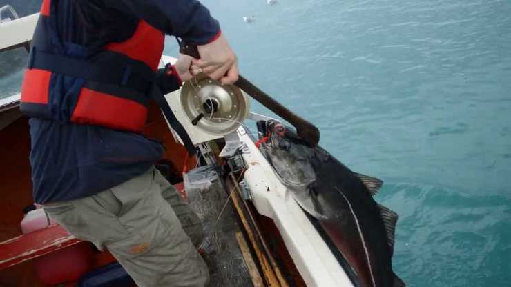 Польза и вред сайды