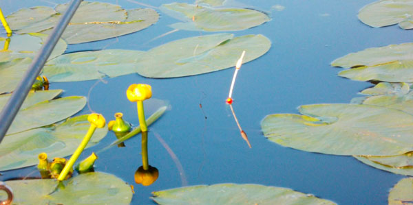 Поклевка линя на поплавок