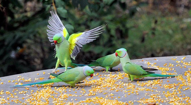 Сколько живут ожереловые попугаи в домашних условиях и дикой природе