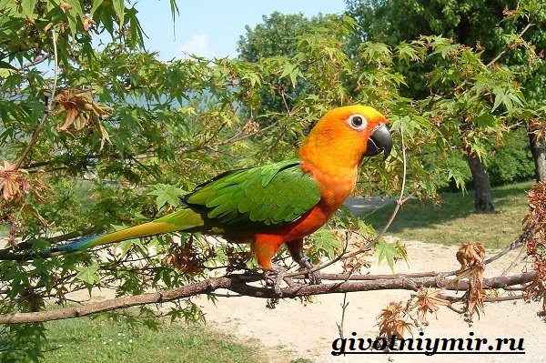 Попугай-аратинга-Образ-жизни-и-среда-обитания-попугая-аратинга-1