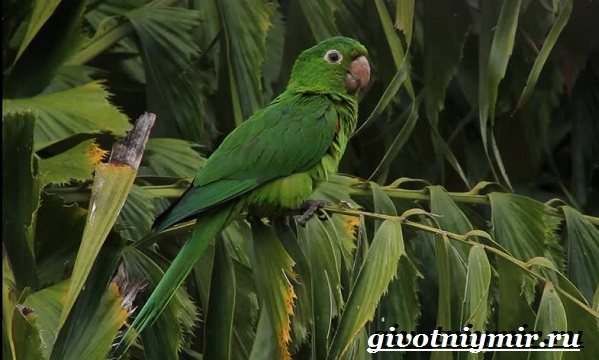 Попугай-аратинга-Образ-жизни-и-среда-обитания-попугая-аратинга-20