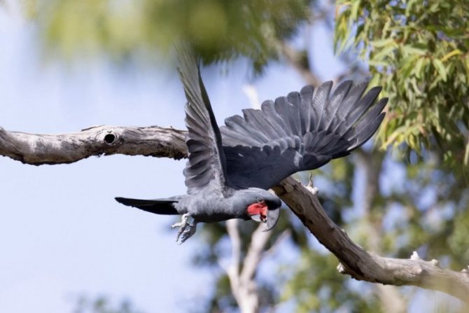 Попугай чёрный какаду