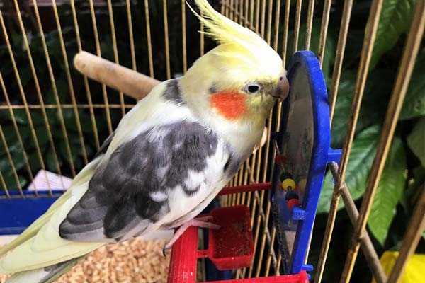 попугай нимфа в клетке возле зеркала