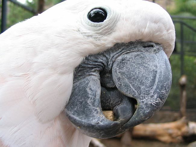 какаду-попугай