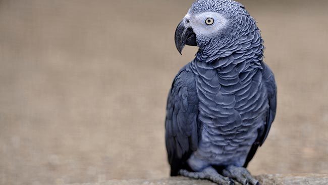 жако попугай