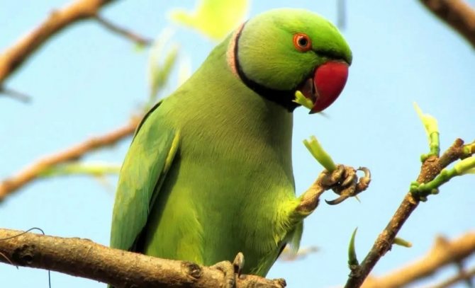 Сколько живут ожереловые попугаи в домашних условиях и дикой природе