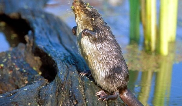 Русский мускусный запас