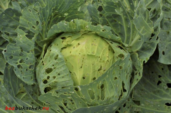 Пораженная капуста