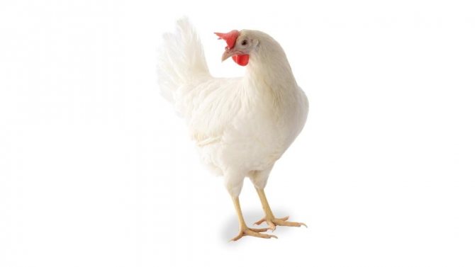 Порода кур Супер Ник