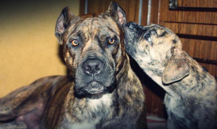 порода собаки испанский алано