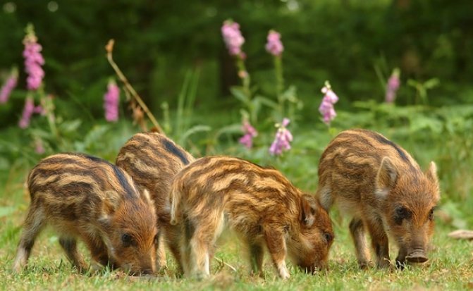 Дикий кабан - описание животного, где обитает, чем питается
