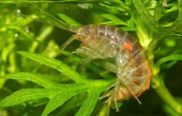 Гаммарус - корм для аквариумных рыбок: разведение в домашних условиях, хранений (живой, сухой, замороженный), чем питается