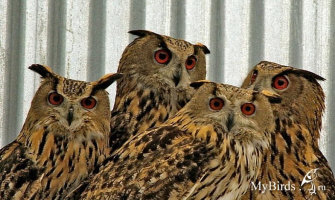 Сова - фото мудрого и древнейшего вида птицы планеты