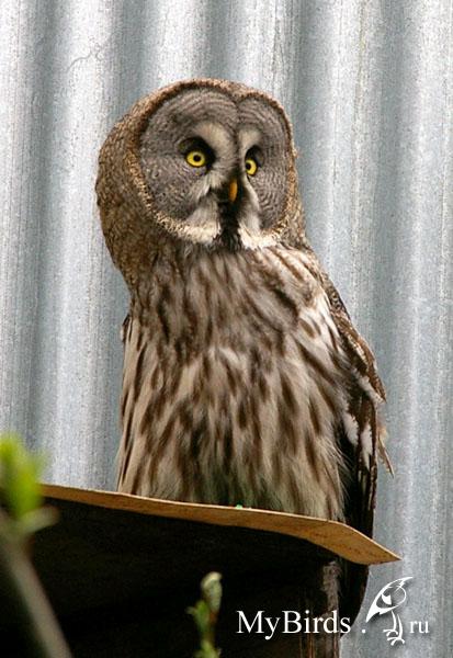 Сова - фото мудрого и древнейшего вида птицы планеты