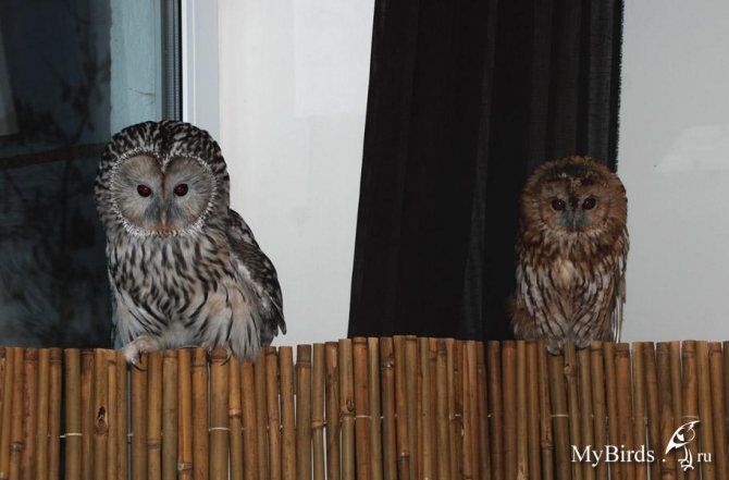 Сова - фото мудрого и древнейшего вида птицы планеты