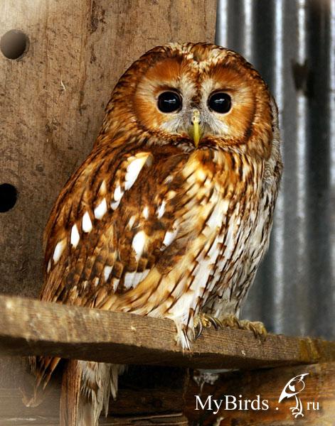 Сова - фото мудрого и древнейшего вида птицы планеты