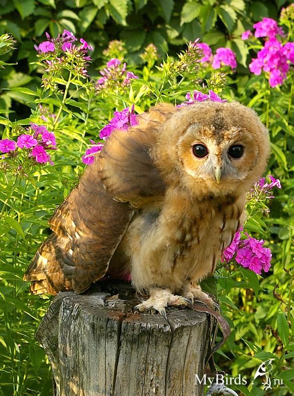 Сова - фото мудрого и древнейшего вида птицы планеты