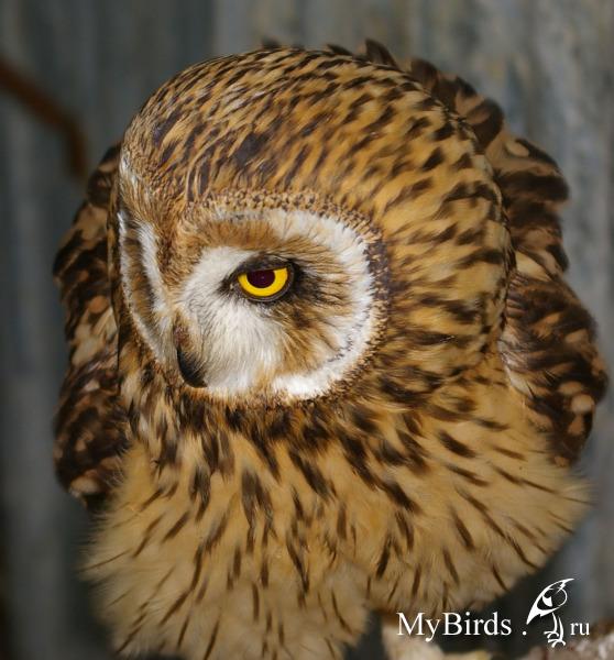 Сова - фото мудрого и древнейшего вида птицы планеты