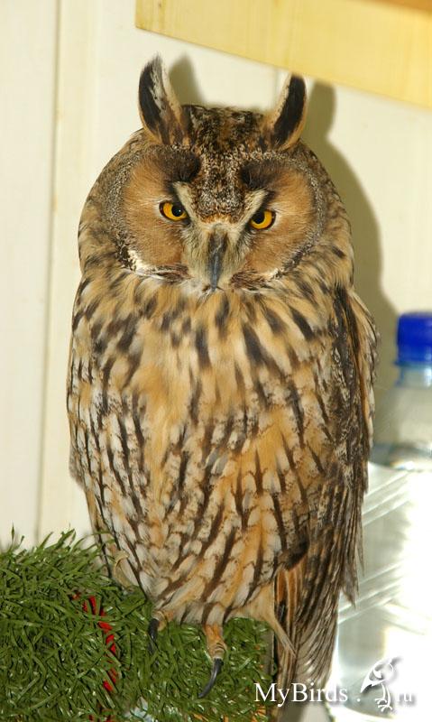 Сова - фото мудрого и древнейшего вида птицы планеты