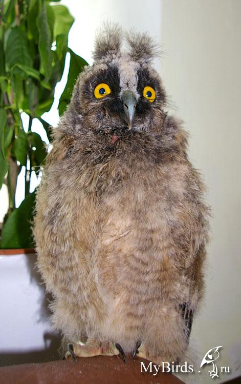 Сова - фото мудрого и древнейшего вида птицы планеты