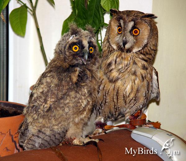 Сова - фото мудрого и древнейшего вида птицы планеты