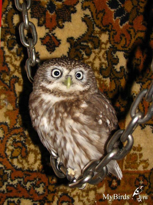 Сова - фото мудрого и древнейшего вида птицы планеты