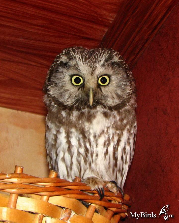 Сова - фото мудрого и древнейшего вида птицы планеты