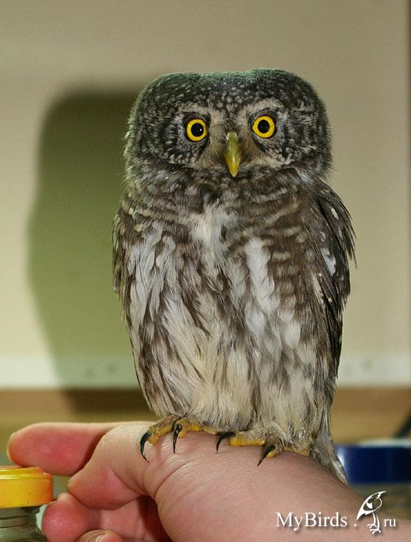 Сова - фото мудрого и древнейшего вида птицы планеты